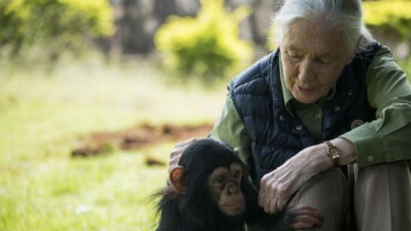 DR. JANE GOODALL, NEVES ETOLÓGUS, TERMÉSZETVÉDŐ ÉS AZ ÁLLATOK VISELKEDÉSÉNEK SZAKÉRTŐJE 91 ÉVES KORÁBAN ELHUNYT