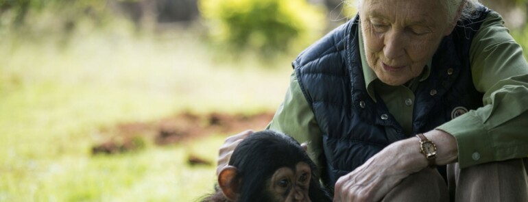 DR. JANE GOODALL, NEVES ETOLÓGUS, TERMÉSZETVÉDŐ ÉS AZ ÁLLATOK VISELKEDÉSÉNEK SZAKÉRTŐJE 91 ÉVES KORÁBAN ELHUNYT